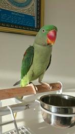 Alexander parkiet met certificaat, Vrouwelijk, Parkiet, Tam