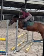 Zeer gave, brave New Forest drachtig van Sunday JM (Ermitage