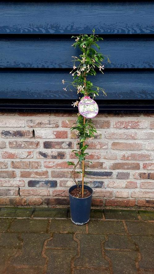 Toscaanse jasmijn Trachelospermum  'Pink Showers'🌺 Roze, Tuin en Terras, Planten | Struiken en Hagen, Overige soorten, Ophalen