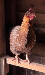 Prachtige hennen te koop!, Dieren en Toebehoren, Vrouwelijk, Kip