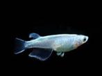 rijstvisje blue €3,50, Dieren en Toebehoren, Vissen | Aquariumvissen, Vis, Zoetwatervis