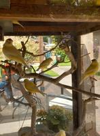 Kanaries, Dieren en Toebehoren, Vogels | Kanaries, Meerdere dieren, Kleurkanarie