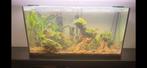 Volledig ingericht aquarium incl visjes en toebehoren., Ophalen, Zo goed als nieuw, Gevuld zoetwateraquarium