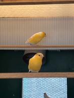 Satinet gele mannen en poppen alsook split vogels, Dieren en Toebehoren, Meerdere dieren, Wildzangvogel, Geringd