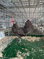 Friese krielen zwart en koekoek, Dieren en Toebehoren, Vrouwelijk, Kip