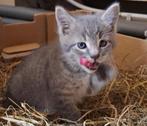 Chausie F3 kittens ( nog 2 beschikbaar ), Meerdere dieren