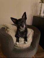 Chihuahua Niko is op zoek naar kindloos huis, Dieren en Toebehoren, Honden | Niet-rashonden, 6 jaar of ouder, Parvo, Reu, Eén hond