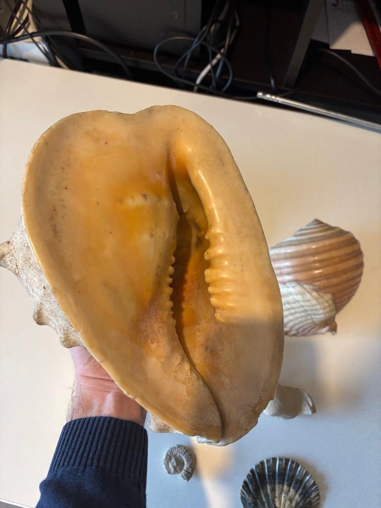 Set schelpen en fossielen, Ophalen of Verzenden, Schelp(en)