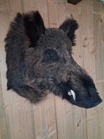 Grote keiler zwijnenkop NIEUW, Verzamelen, Dierenverzamelingen, Ophalen of Verzenden, Nieuw, Wild dier, Gewei of Kop