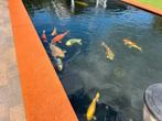 Koi vissen te koop, Karper of Koi