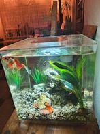 Sluierstaart goudvis, Dieren en Toebehoren, Vissen | Vijvervissen, Goudvis(sen)