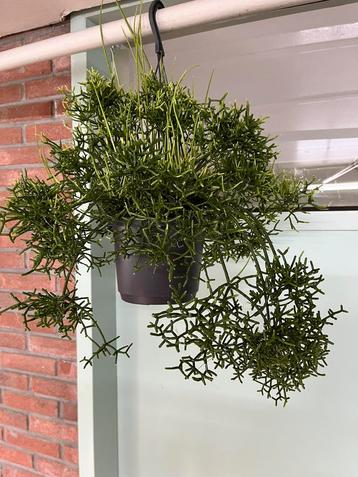 Rhipsalis cereuscula  beschikbaar voor biedingen