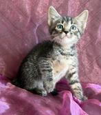Kruising Ragdoll/Sow Bengaal kittens, Dieren en Toebehoren, Katten en Kittens | Raskatten | Langhaar, Meerdere dieren, Gechipt