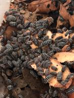 Isopod: Armadillidium maculata “Zebra”, Overige soorten