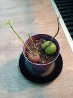 Avocado plant uit pit, Ophalen, Halfschaduw, Minder dan 100 cm