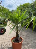 Palmboom in pot,trachycarpus fortunei stamhoogte 20cm, In pot, Minder dan 100 cm, Lente, Volle zon