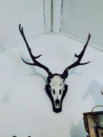 Gewei Edelhert, met schedel op hout, Ophalen, Hert, Gewei of Kop