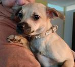 Kleine Risa is een blij en vrolijk hondje van 10 maanden jon, Dieren en Toebehoren, Honden | Niet-rashonden, Particulier, Klein