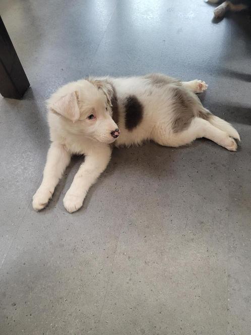Border Collie, Dieren en Toebehoren, Honden | Herdershonden en Veedrijvers, Teef, Collie, Particulier, Eén hond, Nederland, 8 tot 15 weken