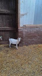 Dwerg dekbok, Dieren en Toebehoren, Schapen, Geiten en Varkens, Mannelijk, Geit