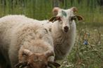 Heideschaap (ram), Dieren en Toebehoren, Schapen, Geiten en Varkens, Mannelijk, Schaap