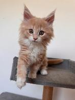 Onze laatste 3 Maine Coons - 💭 nu beschikbaar, Meerdere dieren, Gechipt, 0 tot 2 jaar