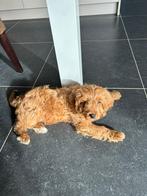 Cavapoo, Dieren en Toebehoren, België, Particulier, Reu, 8 tot 15 weken