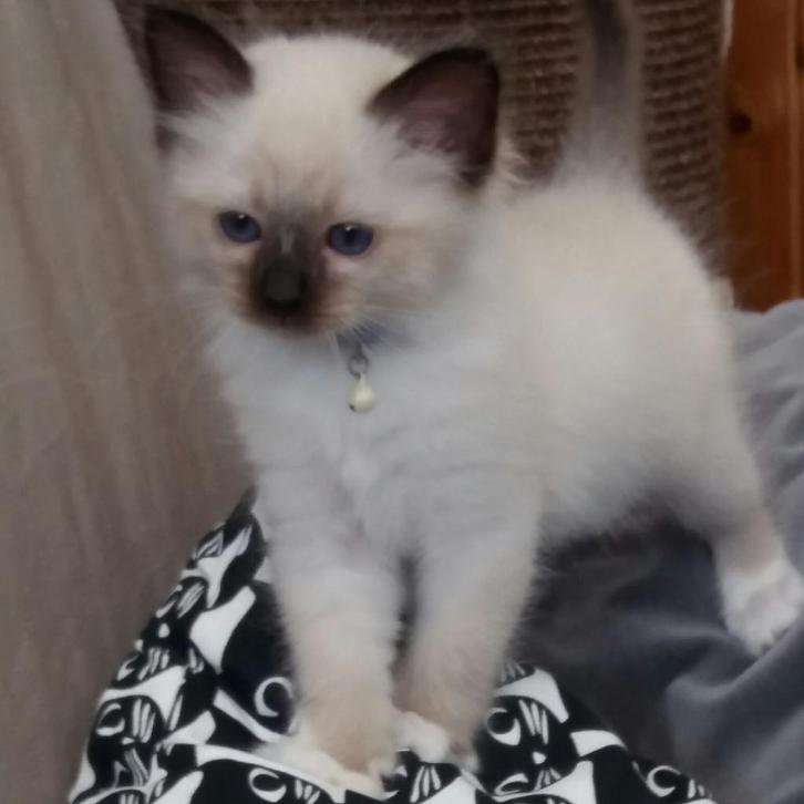 Heilige Birmaan kittens, opgroeiend in het gezin, Dieren en Toebehoren, Katten en Kittens | Raskatten | Langhaar, Meerdere dieren