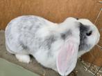 Lief en tam konijn te koop., Dieren en Toebehoren, Konijnen, Mannelijk, Middelgroot, Hangoor, 0 tot 2 jaar