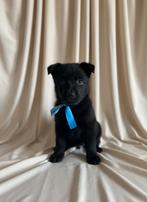 Herder PUPS ZWART VEO werkhonden met Stamboom, Dieren en Toebehoren, Rabiës (hondsdolheid), 8 tot 15 weken, Meerdere, Meerdere dieren