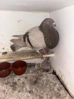 Isabel duif, Dieren en Toebehoren, Vogels | Duiven, Vrouwelijk, Kropper