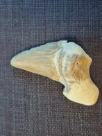 Fossiele haaientand, Ophalen of Verzenden, Fossiel