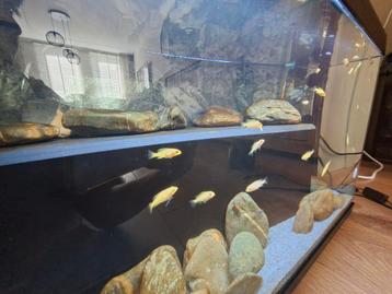 Fire Fish dragon blood malawi cichlide  beschikbaar voor biedingen