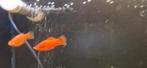 Diverse schoolvissen, Dieren en Toebehoren, Vissen | Aquariumvissen, Vis