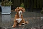 maltipoo dek reutje, Reu, 1 tot 2 jaar, CDV (hondenziekte), Eén hond