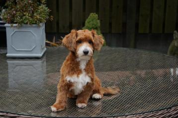 maltipoo dek reutje beschikbaar voor biedingen