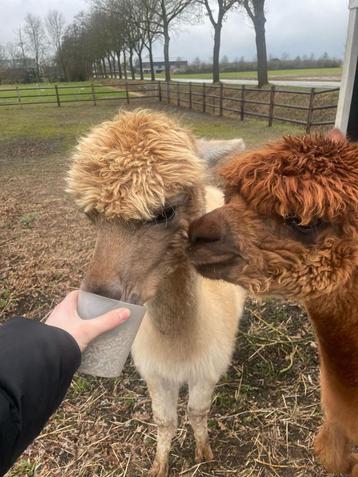 alpaca's beschikbaar voor biedingen