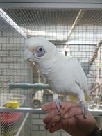 Tamme Naaktoog kaketoe Man., Dieren en Toebehoren, Vogels | Parkieten en Papegaaien, Mannelijk, Papegaai, Geringd