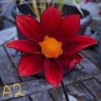 Dahlia's te koop, deel 1, Tuin en Terras, Bloembollen en Zaden, Ophalen, Voorjaar, Volle zon, Knol