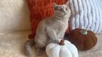 Anise - Britse Korthaar kitten met uitstekende stamboom, Poes, Gechipt, 0 tot 2 jaar
