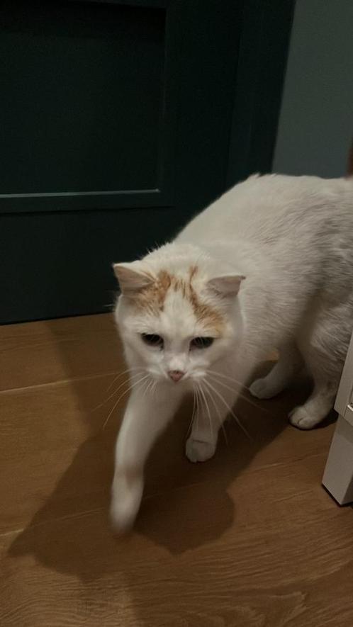 Lieve kat aangeboden, Dieren en Toebehoren, Katten en Kittens | Overige Katten, Kater