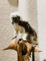Pincheaapje preparaat, Verzamelen, Dierenverzamelingen, Ophalen of Verzenden, Nieuw, Wild dier, Opgezet dier