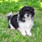 Puppy's van Kennel de Hoeve, Nederland, Rabiës (hondsdolheid), Overige rassen, 8 tot 15 weken