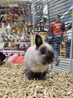 4 dames konijnen met een pittig karakter., Dieren en Toebehoren, Konijnen, Vrouwelijk, 0 tot 2 jaar