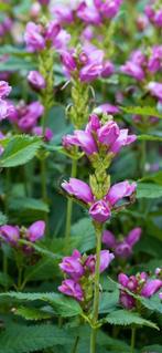 Te koop vaste plant Chelone obliqua Schildpadbloem, Ophalen, Zomer, Overige soorten, Halfschaduw