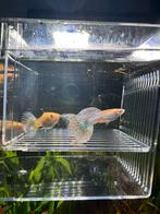 Koppel Albino japan blue mosaic gup! Zeldzaam!, Dieren en Toebehoren, Vis, Zoetwatervis