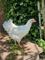 Barnevelder haan, Mannelijk, Kip