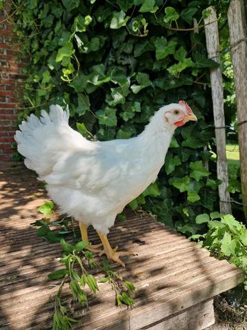 Barnevelder haan beschikbaar voor biedingen