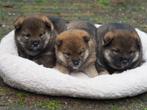 Raszuivere  Shiba inu 's met stamboom, Dieren en Toebehoren, 8 tot 15 weken, Teef, Meerdere, Nederland