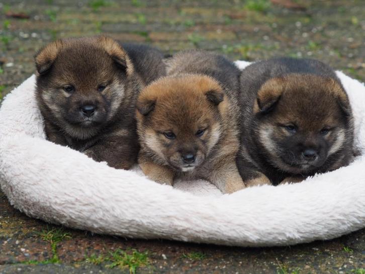 Raszuivere  Shiba inu 's met stamboom, Dieren en Toebehoren, Honden | Poolhonden, Keeshonden en Oertypen, Teef, Overige rassen